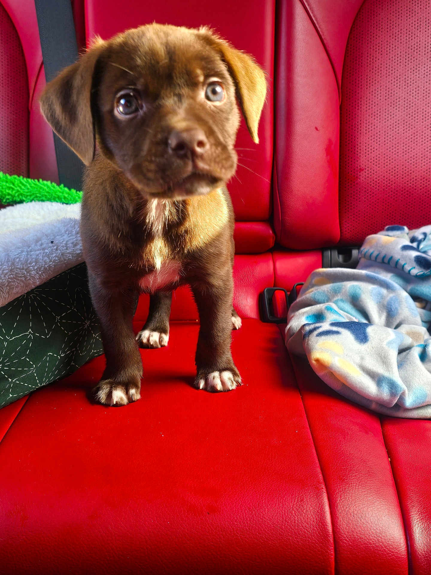 Max joined the competition — help win amazing prizes! puppy, dog, brown, white_paws, car_seat, red_leather, blanket, curious, pet, animal, indoor, close_up, cute, young, fur, four_legs, seatbelt, seat, companion, domestic_animal