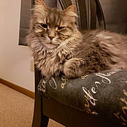 Ozzie is registered to the contest to win money with this photo: abyssinian, angora, animal, architecture, armchair, building, cat, chair, couch, furniture, hardwood, homedecor, indoors, kitten, livingroom, manx, pet, plywood, room, wood