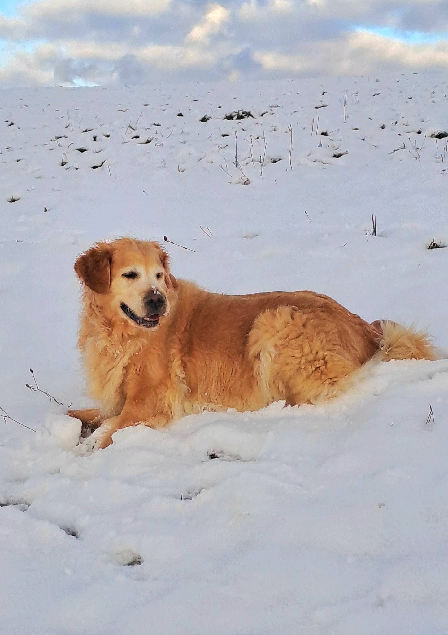 India a rejoint le concours — aidez-le/la à gagner de superbes lots ! canidae, carnivore, cloud, companion_dog, dog, dog_breed, fawn, freezing, fur, ice_cap, polar_ice_cap, sky, snout, snow, sporting_group, tail, terrestrial_animal, water, winter, working_animal