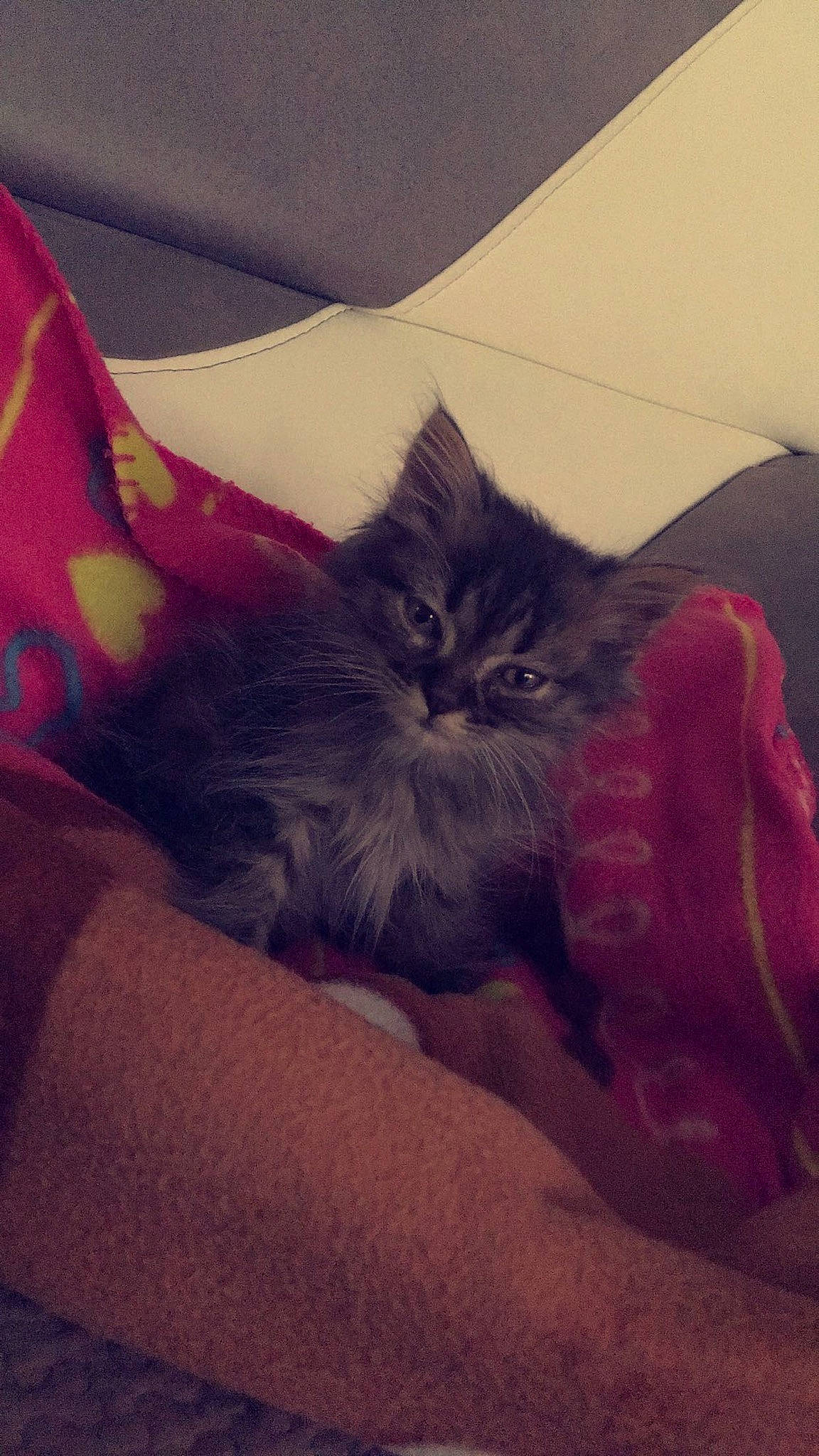 Bigoudi a rejoint le concours — aidez-le/la à gagner de superbes lots ! black_cat, carnivore, cat, claw, comfort, companion_dog, couch, fawn, felidae, fur, grey, human_leg, magenta, paw, room, sitting, small_to_medium_sized_cats, tail, tints_and_shades, whiskers