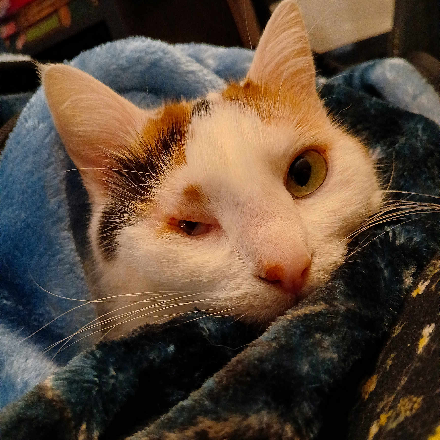 Yuki is registered to the contest to win money with this photo: abyssinian, animal, armchair, blanket, cat, chair, couch, furniture, kitten, manx, person, pet, quilt, siamese, sleeping, towel, velvet