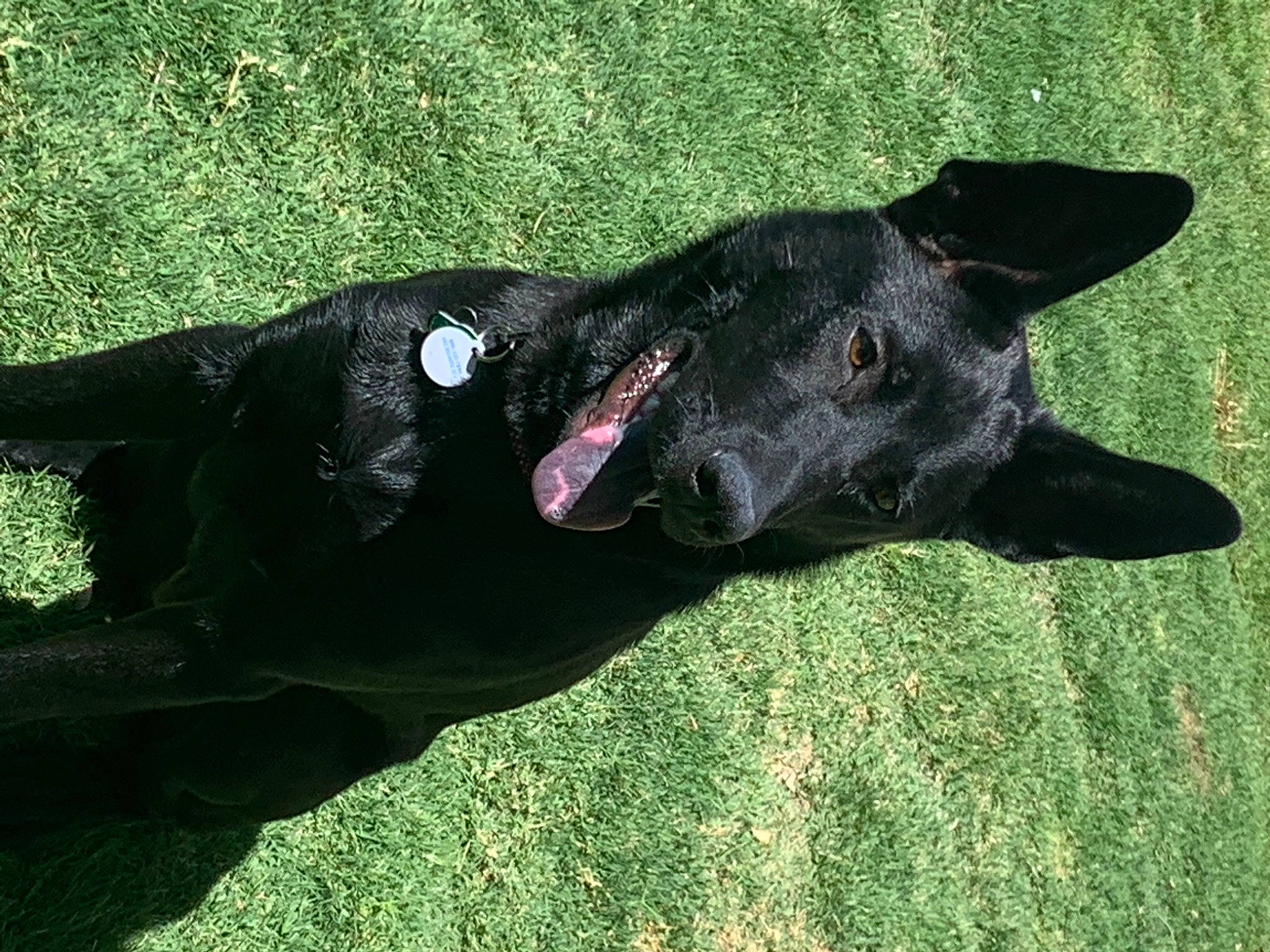 Cynder is registered to the contest to win money with this photo: canidae, carnivore, dog, dog_breed, formosan_mountain_dog, grass, labrador_retriever, non_sporting_group, snout, sporting_group