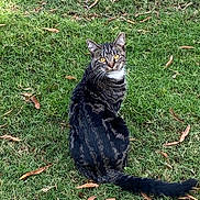 Lilly is registered to the contest to win money with this photo: alert, animal, cat, curious, daylight, eye_contact, feline, fur, grass, greenery, leaf, looking_back, nature, outdoor, pet, sitting, tabby_cat, tail, whiskers, wildlife
