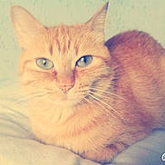 Luna participe au concours pour gagner de l'argent avec cette photo :