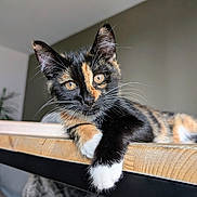 Caïpi participe au concours pour gagner de l'argent avec cette photo : animal, cat, closeup, curious, cute, domestic, eye_contact, feline, fur, indoor, kitten, paw, pet, portrait, relaxed, resting, tortoiseshell, whiskers, wooden_surface, young