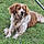 Pongo