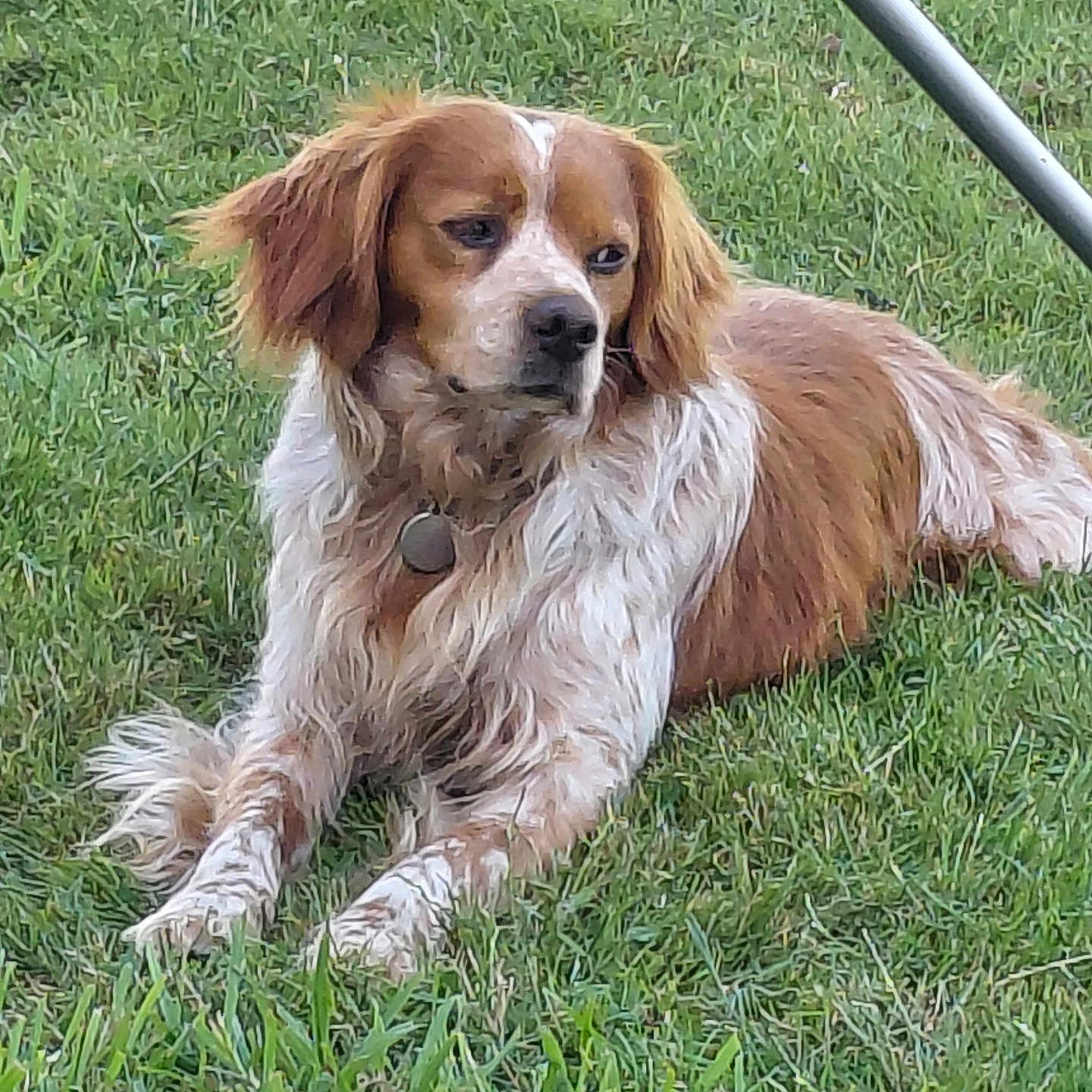 Pongo
