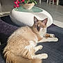 cat, fluffy, blue_eyes, couch, indoor, flower_pot, red_flowers, coffee_table, living_room, staircase, sunlight, relaxing, furniture, home_decor, basket, pet, animal, cozy, modern, resting