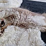 cat, fluffy, sleeping, relaxed, paws, fur, blanket, cozy, indoor, resting, cute, pet, animal, whiskers, tail, soft, comfort, feline, mammal, home
