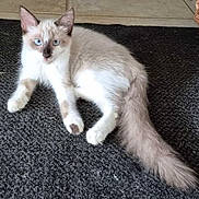 Miaouss participe au concours pour gagner de l'argent avec cette photo : animal, blue_eyes, cat, closeup, curious, cute, domestic, feline, floor, fluffy, indoor, light_colored, long_tail, pet, relaxed, resting, rug, soft_fur, whiskers, young_cat