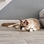 cat, animal, pet, floor, indoor, relaxed, feline, cream_color, brown_color, ears, whiskers, paws, tail, bed, home, quiet, resting, curious, side_view, domestic