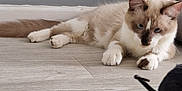 Miaouss participe au concours pour gagner de l'argent avec cette photo : cat, blue_eyes, floor, toy_mouse, indoor, pet_bed, gray_wall, cream_fur, brown_fur, whiskers, paws, tail, feline, curious, animal, domestic, looking, resting, wooden_floor, closeup