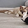 cat, blue_eyes, floor, toy_mouse, indoor, pet_bed, gray_wall, cream_fur, brown_fur, whiskers, paws, tail, feline, curious, animal, domestic, looking, resting, wooden_floor, closeup