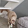 cat, pet, indoor, floor, ball, toy, feline, curious, playing, home, stairs, wood_floor, gray_wall, pet_bed, cozy, animal, fur, tabby, white_paws, whiskers