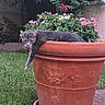 Frankie is registered to the contest to win money with this photo: animal, brick, cat, curious, daylight, flora, flower_pot, garden, grass, greenery, leaf, nature, outdoor, paw, pet, pink_flowers, plant, relaxed, terracotta, wall