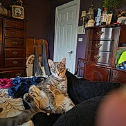 Frankie is registered to the contest to win money with this photo: animal, bed, bedroom, blanket, cat, cozy, curious, decor, door, dresser, feline, furniture, indoor, lamp, pet, pillow, relaxed, resting, tabby_cat, vintage