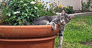Frankie is registered to the contest to win money with this photo: animal, brick_path, cat, curious, flower_pot, flowers, garden, grass, gray_tabby, greenery, house, leaves, nature, outdoor, pet, planter, plants, relaxed, terracotta, window