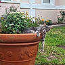 animal, brick_path, cat, curious, flower_pot, flowers, garden, grass, gray_tabby, greenery, house, leaves, nature, outdoor, pet, planter, plants, relaxed, terracotta, window