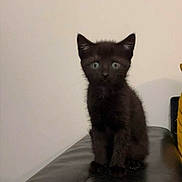 Stella a rejoint le concours — aidez-le/la à gagner de superbes lots ! black_kitten, cat, kitten, pet, animal, feline, small, cute, sitting, indoor, curious, looking, fur, whiskers, ears, eyes, young, domestic, mammal, alone