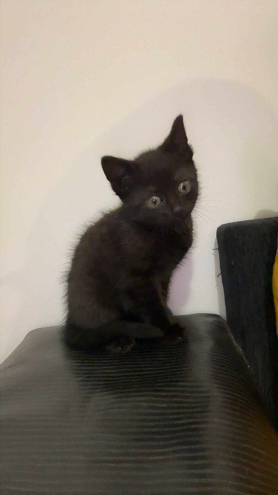 Stella participe au concours pour gagner de l'argent avec cette photo : kitten, black_cat, pet, animal, indoor, curious, small, feline, cute, young, sitting, fur, whiskers, ears, eyes, wall, texture, surface, domestic, mammal