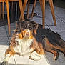 dog, indoor, tile_floor, sunlight, wooden_chair, brown_fur, white_fur, pet, relaxed, animal, floor_shadow, canine, portrait, companion, furniture, domestic, resting, fur_texture, sunbeam, four_legged