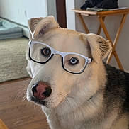 Oreo is registered to the contest to win money with this photo: dog, glasses, heterochromia, indoor, pet, canine, brown_eye, blue_eye, fur, nose, wooden_floor, table, home, domestic_animal, face, ears, curious, portrait, closeup, muzzle