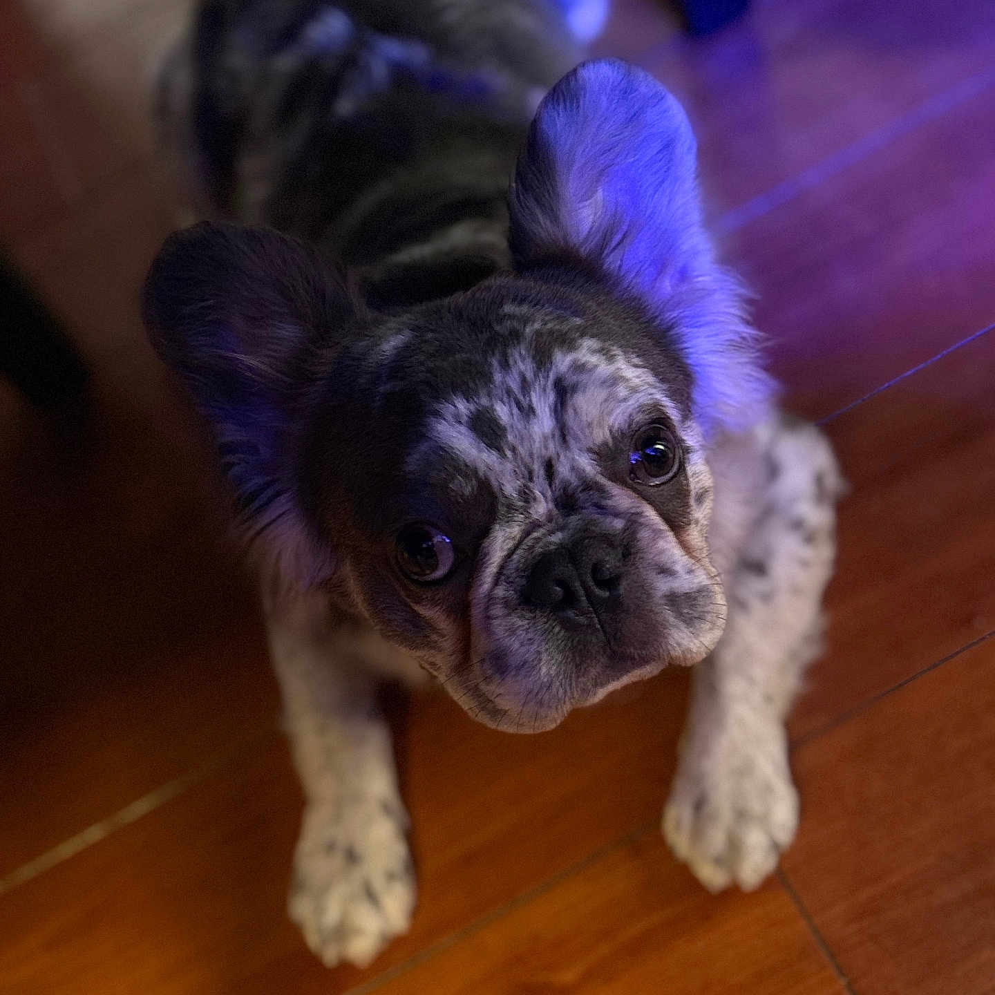 Teddy is registered to the contest to win money with this photo: animal, canine, close_up, companion, curious, cute, dog, domestic, ears, flooring, fur, indoor, lighting, looking_up, mammal, paws, pet, portrait, speckled, wooden_floor