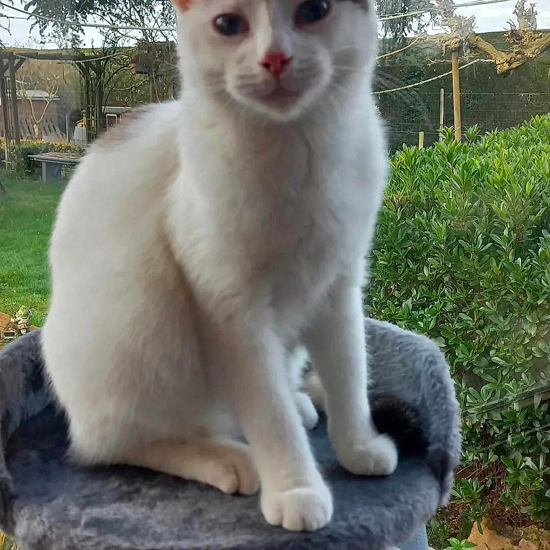 Peche a rejoint le concours — aidez-le/la à gagner de superbes lots ! cat, cat_perch, daylight, ears, feline, fur, garden, gray, greenery, household_items, houseplant, indoor, paws, pet, relaxing, sitting, whiskers, white_cat, window, wooden_frame