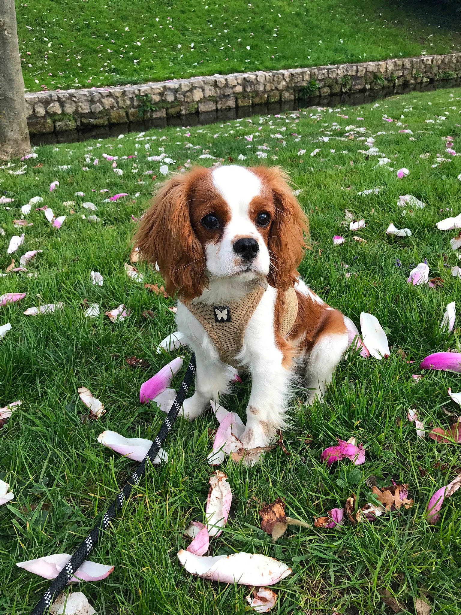 Pody a rejoint le concours — aidez-le/la à gagner de superbes lots ! canidae, carnivore, cavalier, cavalier_king_charles_spaniel, companion_dog, dog, dog_breed, drentse_patrijshond, fawn, grass, king_charles_spaniel, mammal, phalene, plant, rare_breed_dog, spaniel, sporting_group, toy_dog, vertebrate, welsh_springer_spaniel