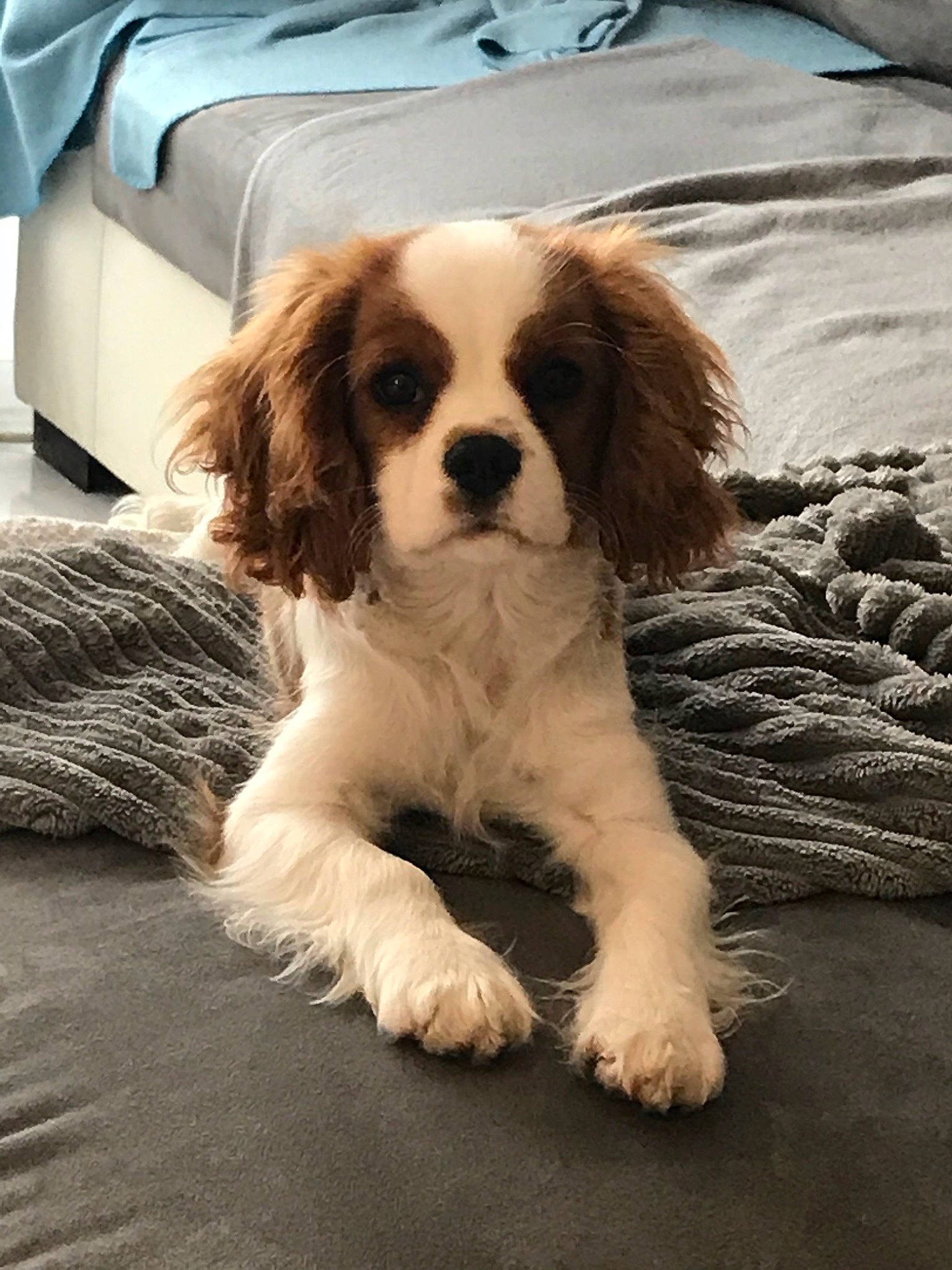 Pody a rejoint le concours — aidez-le/la à gagner de superbes lots ! canidae, carnivore, cavalier, cavalier_king_charles_spaniel, companion_dog, dog, dog_breed, fawn, king_charles_spaniel, liver, mammal, phalene, puppy, puppy_love, rare_breed_dog, snout, spaniel, sporting_group, toy_dog, vertebrate