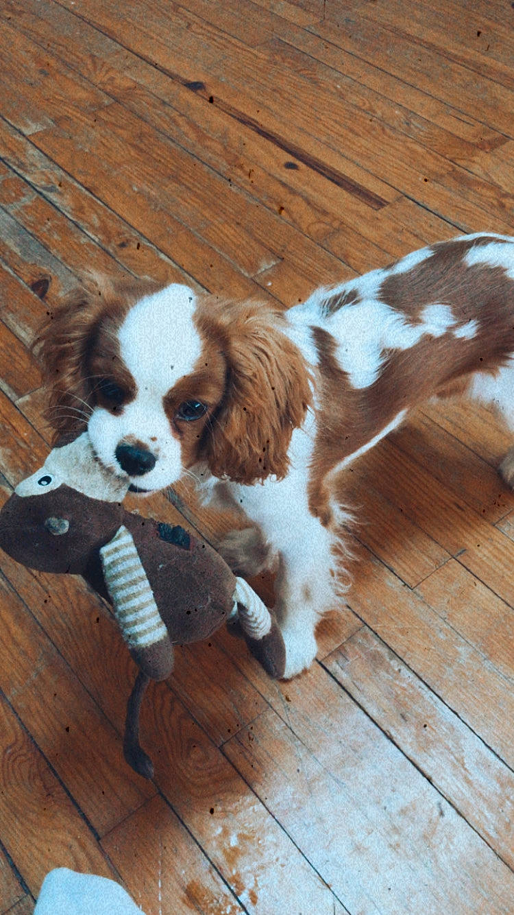 Pody participe au concours pour gagner de l'argent avec cette photo : canidae, carnivore, cavalier_king_charles_spaniel, cocker_spaniel, companion_dog, dog, dog_breed, dog_toy, fawn, french_spaniel, king_charles_spaniel, mammal, puppy, rare_breed_dog, russian_spaniel, snout, spaniel, sporting_group, toy_dog, vertebrate