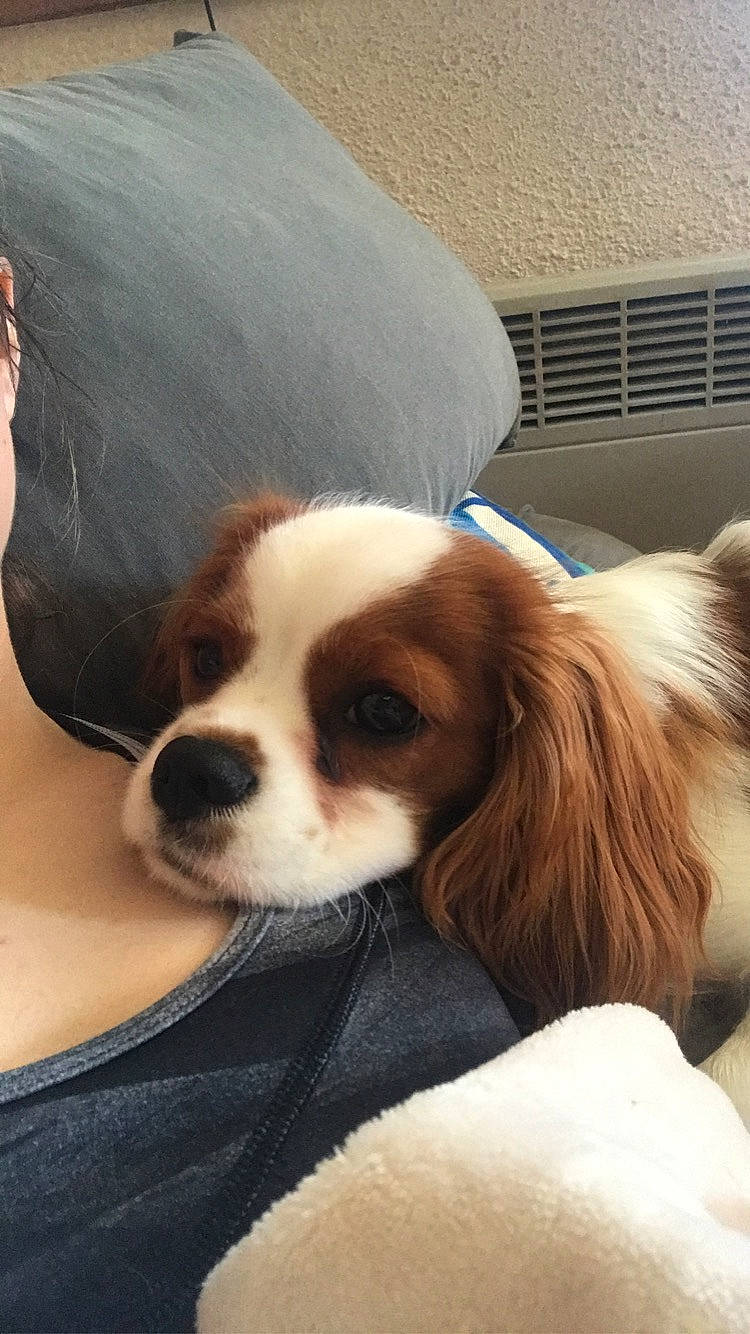 Pody participe au concours pour gagner de l'argent avec cette photo : canidae, carnivore, cavalier_king_charles_spaniel, companion_dog, dog, dog_breed, fawn, king_charles_spaniel, mammal, phalene, puppy, puppy_love, snout, spaniel, sporting_group, toy_dog, vertebrate