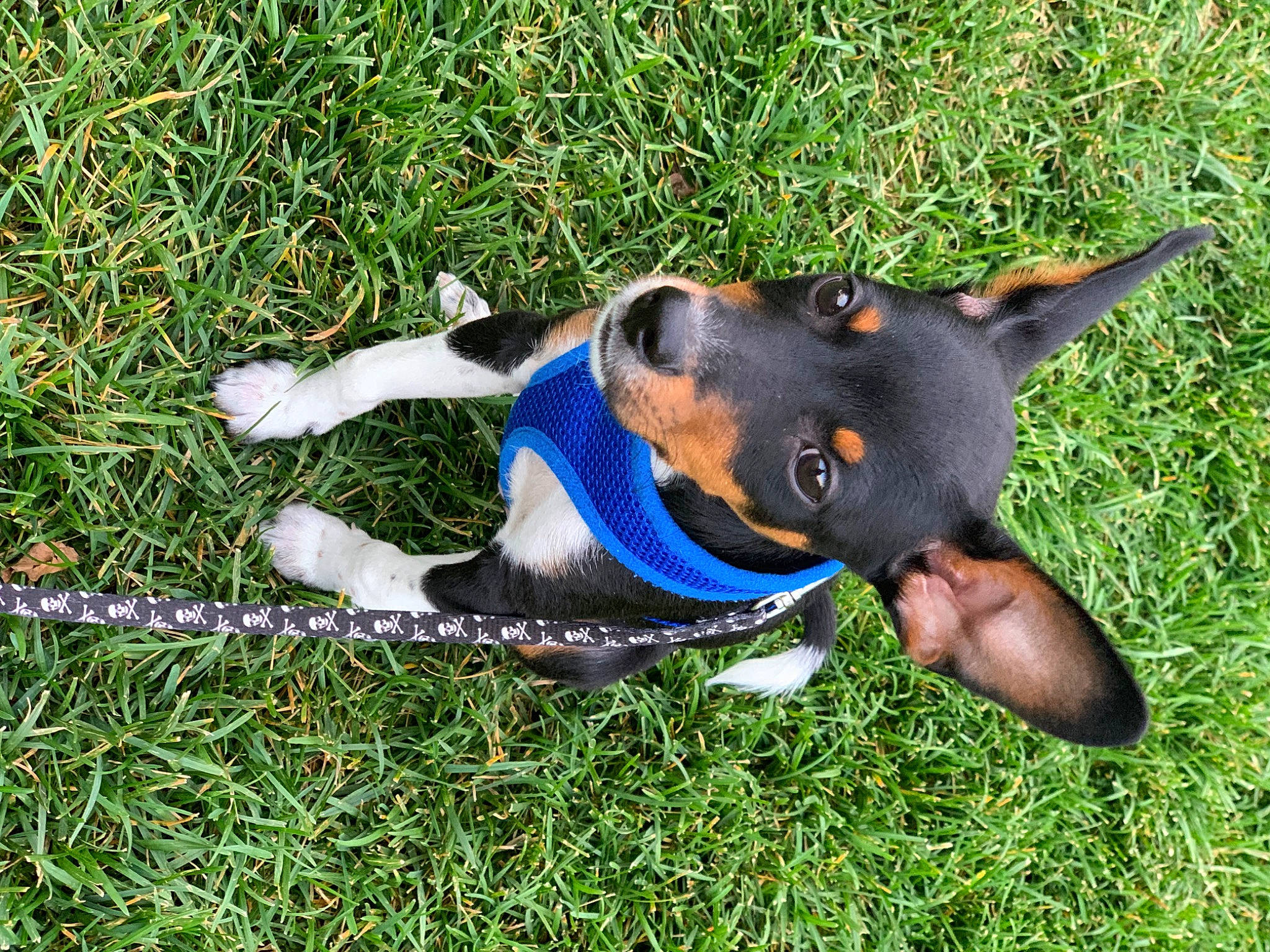 Brütus joined the competition — help win amazing prizes! canidae, carnivore, collar, dobermann, dog, dog_breed, dog_collar, entlebucher_mountain_dog, german_pinscher, grass, guard_dog, hunting_dog, mammal, manchester_terrier, miniature_pinscher, pinscher, working_dog