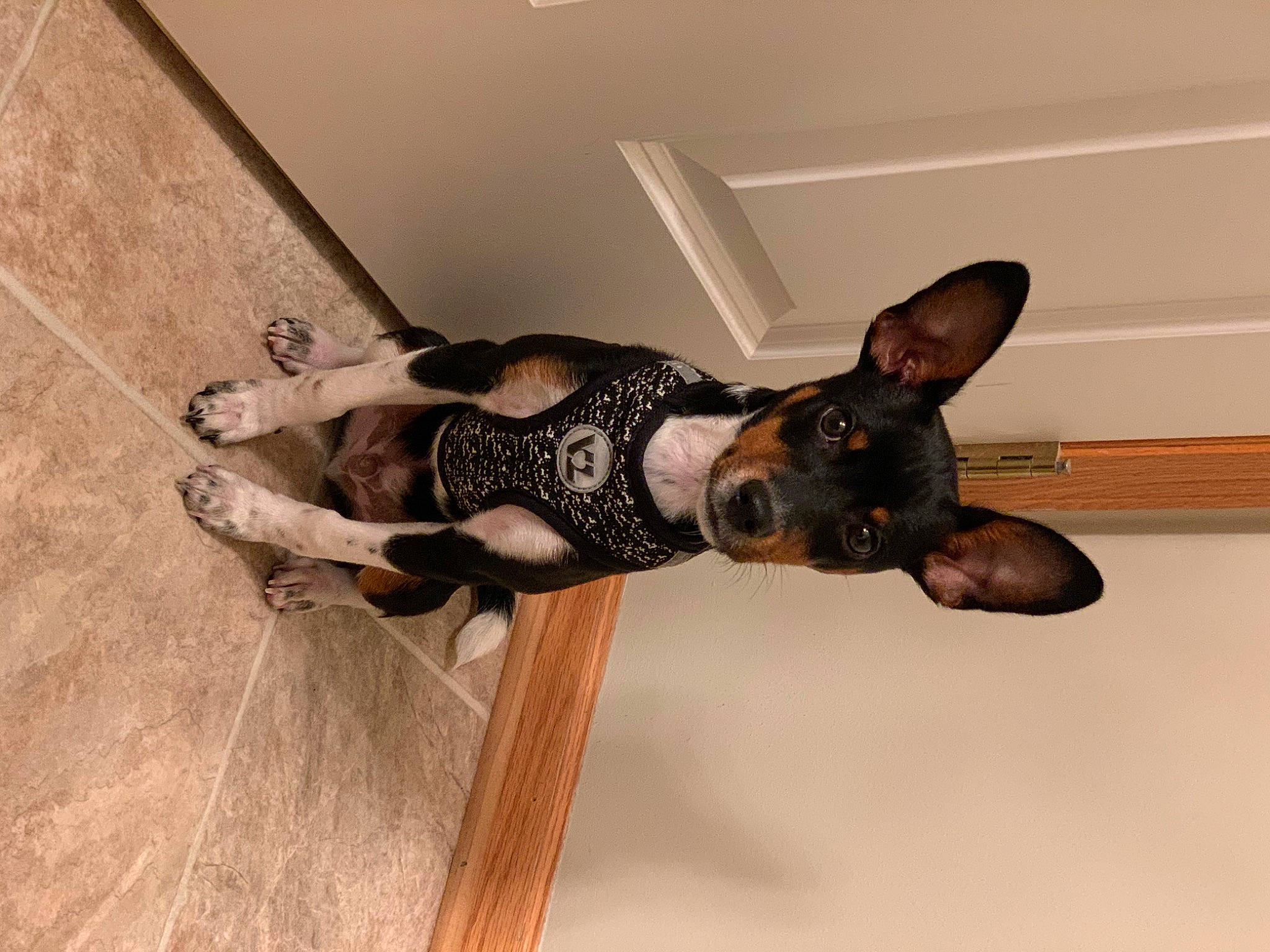 Brütus is registered to the contest to win money with this photo: canidae, carnivore, dog, dog_breed, ear, english_toy_terrier, fawn, mammal, miniature_pinscher, prazsky_krysarik, rat_terrier, russkiy_toy, snout, toy_dog, toy_fox_terrier