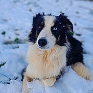 Kala participe au concours pour gagner de l'argent avec cette photo : dog, border_collie, snow, outdoor, animal, pet, black_and_white, heterochromia, fur, lying_down, winter, nature, curious, one_blue_eye, one_brown_eye, canine, mammal, cold, fluffy, portrait