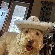 Lucy is registered to the contest to win money with this photo: dog, indoor, hat, cowboy_hat, curtains, door, furniture, chair, brown, white, pet, animal, fluffy, mouth_open, fur, home, window, decor, portrait, cute