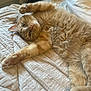 Calvin joined the competition — help win amazing prizes! animal, bed, blanket, cat, closeup, cozy, cute, domestic_animal, feline, fur, indoor, mammal, orange_cat, paw, pet, relaxed, resting, sleepy, soft, whiskers