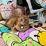 Calvin joined the competition — help win amazing prizes! animal, bed, blanket, cartoon, cat, collar, colorful, cozy, cute, eyes, fur, furniture, ginger_cat, indoor, pet, plush_pillow, relaxed, soft, tag, whiskers
