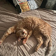Calvin is registered to the contest to win money with this photo: animal, bed, cat, comfortable, cozy, cute, feline, fur, home, indoor, orange_tabby, patchwork_pillow, pet, plaid_pillow, quilt, relaxed, sleepy, soft_lighting, stretching, whiskers