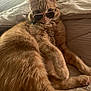 animal, bed, blanket, casual, cat, collar, cozy, cute, feline, fluffy, indoor, lying_down, orange_tabby, paw, pet, portrait, relaxed, sunglasses, sunlight, whiskers