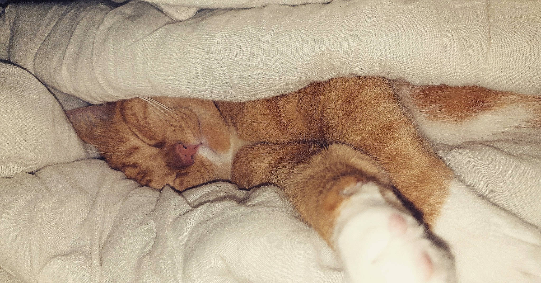 Pikachu a rejoint le concours — aidez-le/la à gagner de superbes lots ! bed, bedding, carnivore, cat, claw, comfort, domestic_short_haired_cat, fawn, felidae, foot, fur, gesture, human_leg, linens, paw, small_to_medium_sized_cats, tail, terrestrial_animal, vertebrate, whiskers