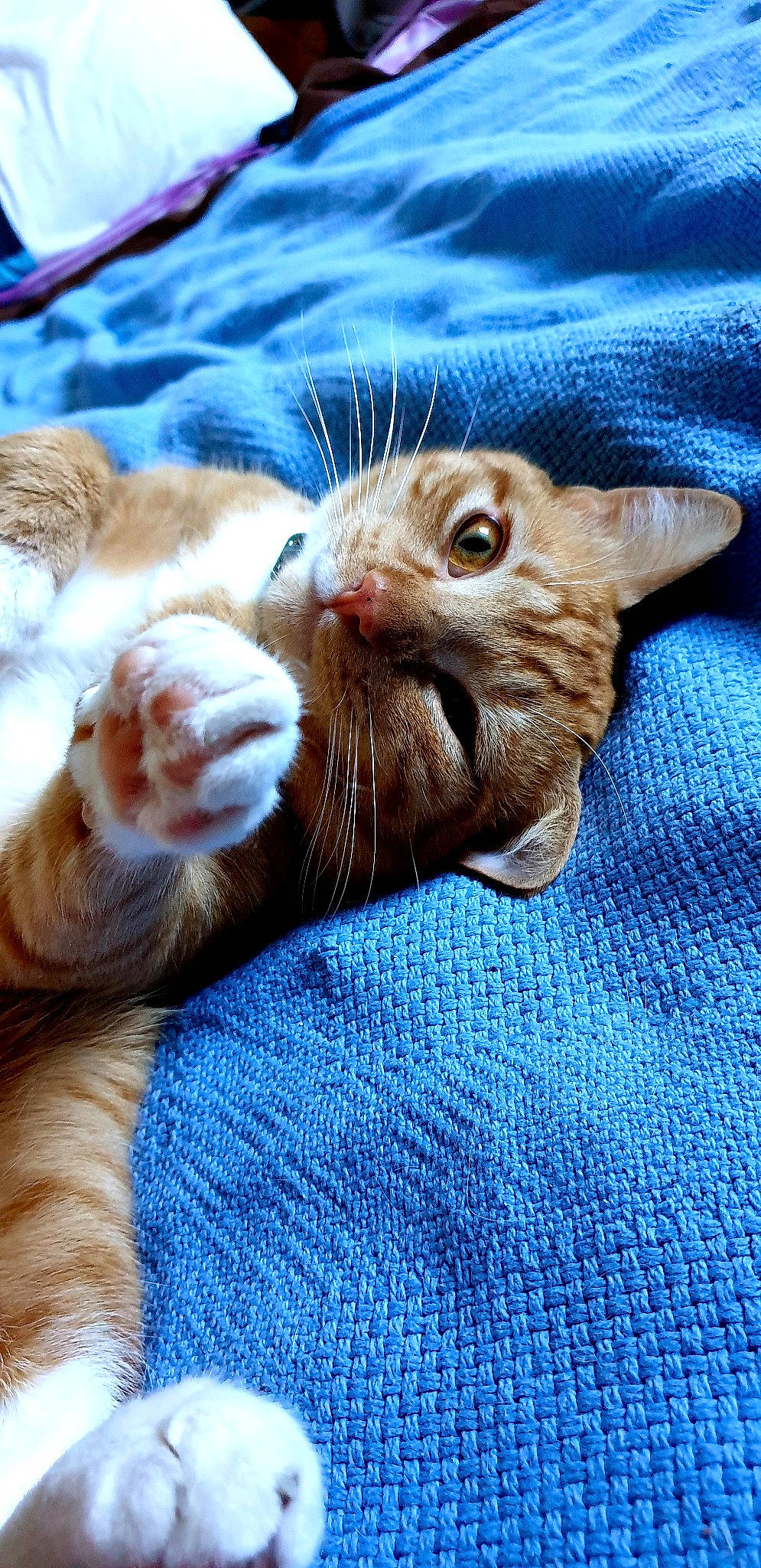 Pikachu participe au concours pour gagner de l'argent avec cette photo : carnivore, cat, claw, comfort, domestic_short_haired_cat, ear, electric_blue, fawn, felidae, foot, fur, gesture, paw, small_to_medium_sized_cats, snout, tail, terrestrial_animal, textile, whiskers, wildlife