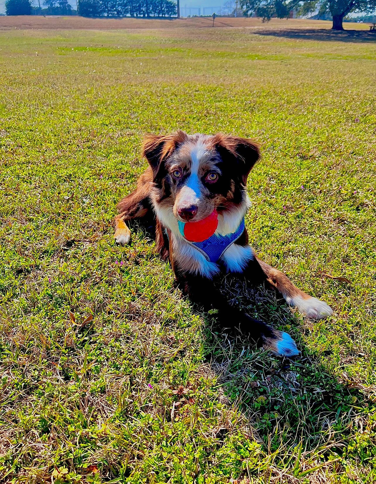 Odie joined the competition — help win amazing prizes! agriculture, carnivore, companion_dog, dog, dog_breed, fawn, field, flower, grass, grass_family, grassland, groundcover, meadow, people_in_nature, plant, prairie, sky, sporting_group, tree, working_animal