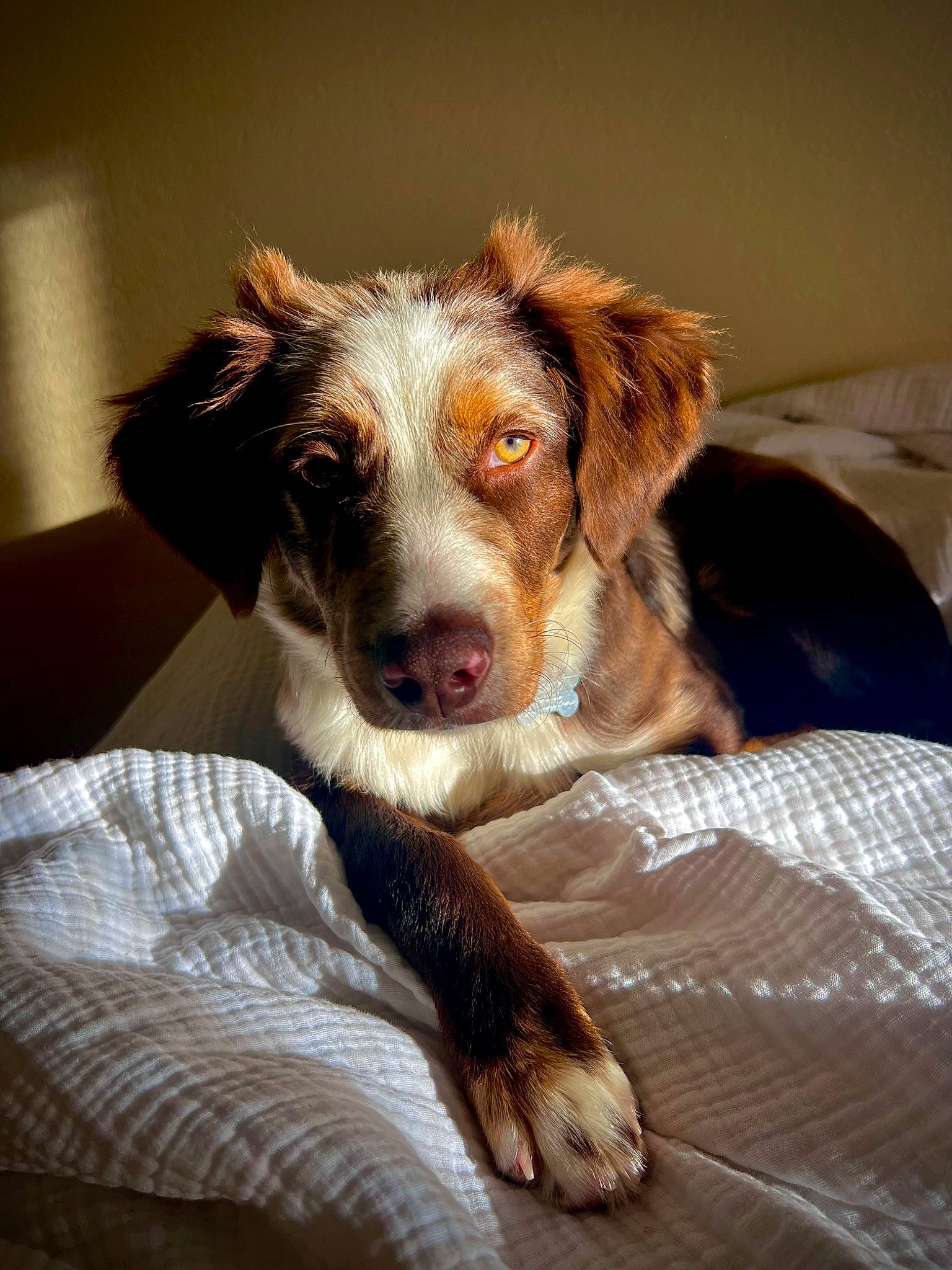 Odie is registered to the contest to win money with this photo: bored, carnivore, comfort, companion_dog, couch, dog, dog_breed, ear, fur, liver, snout, sporting_group, terrestrial_animal, whiskers, working_animal