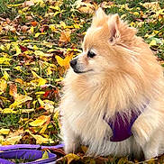 Nala joined the competition — help win amazing prizes! dog, pomeranian, autumn_leaves, purple_harness, purple_leash, grass, outdoor, pet, fluffy, small_dog, fall, nature, side_view, canine, fur, leash, seasonal, animal, cute, sitting