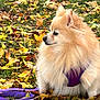 dog, pomeranian, autumn_leaves, purple_harness, purple_leash, grass, outdoor, pet, fluffy, small_dog, fall, nature, side_view, canine, fur, leash, seasonal, animal, cute, sitting