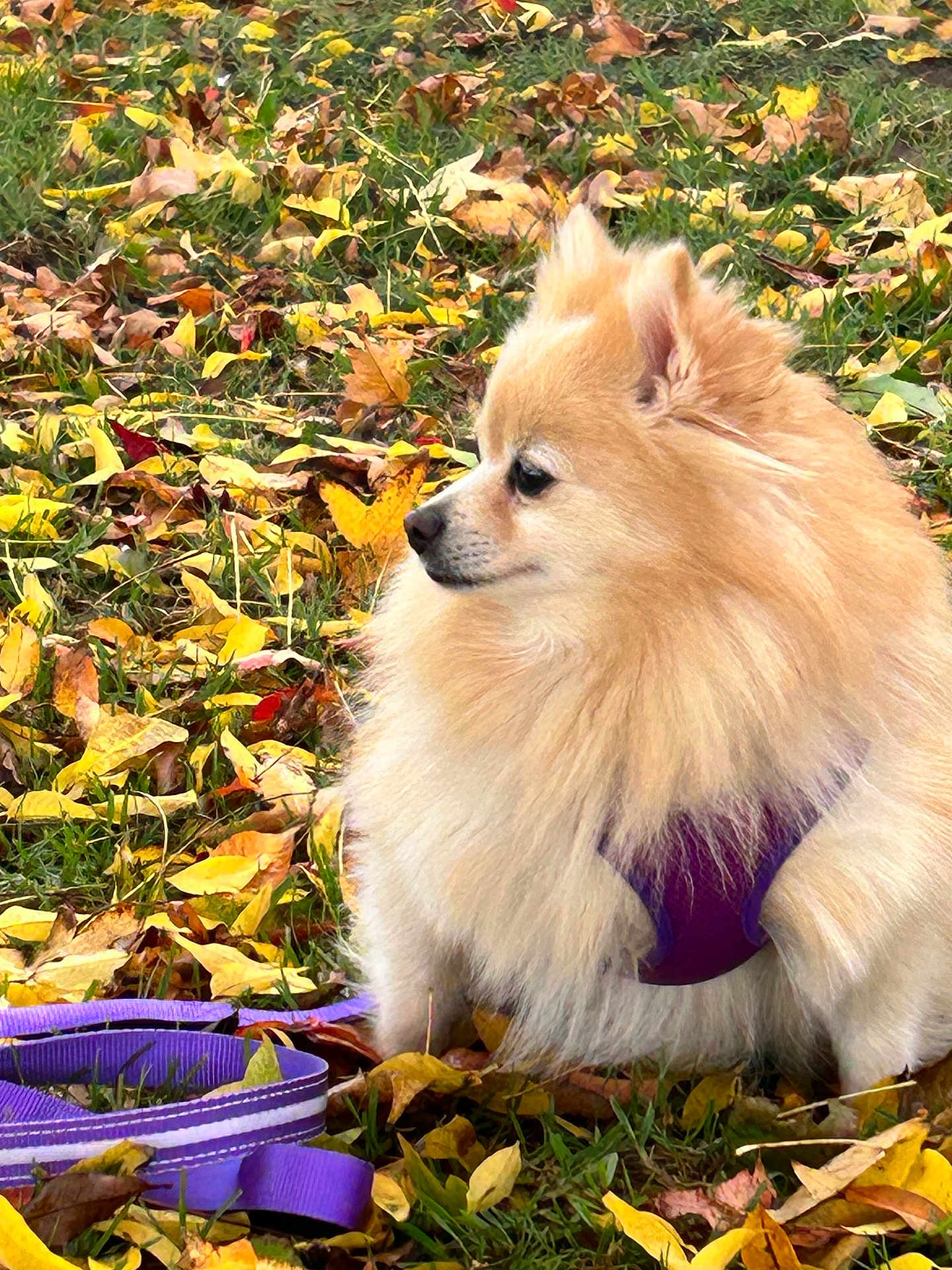 Nala