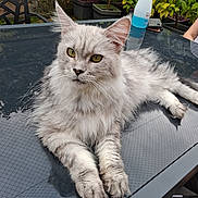 Sculy a rejoint le concours — aidez-le/la à gagner de superbes lots ! cat, fluffy, silver, table, glass_table, outdoor, pet, animal, relaxed, feline, reflection, person, garden, plant, chair, fur, whiskers, paws, ears, eyes
