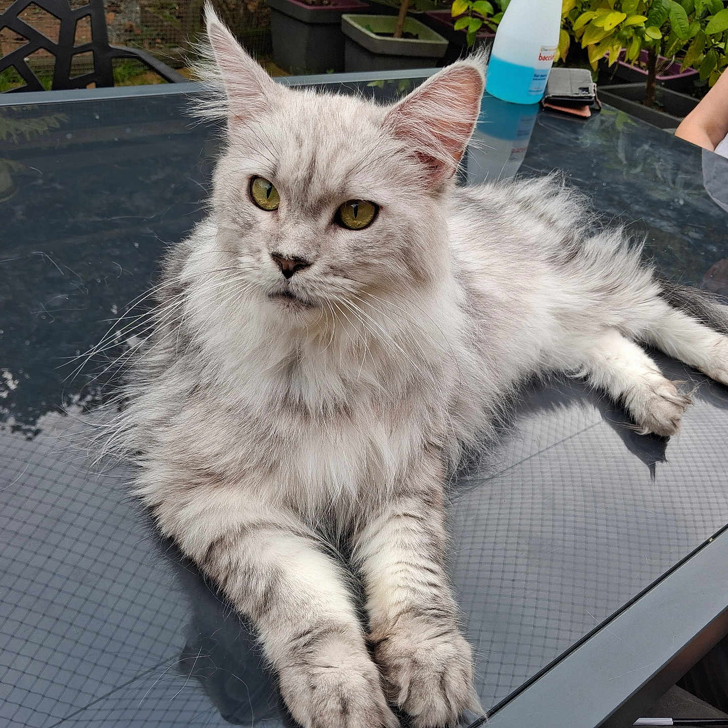 Sculy a rejoint le concours — aidez-le/la à gagner de superbes lots ! animal, cat, chair, ears, eyes, feline, fluffy, fur, garden, glass_table, outdoor, paws, person, pet, plant, reflection, relaxed, silver, table, whiskers