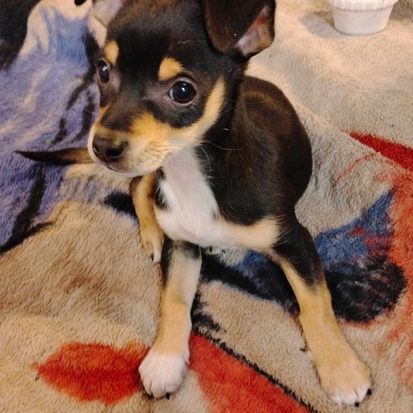 Cozmo joined the competition — help win amazing prizes! puppy, dog, pet, small_dog, black_fur, tan_fur, white_paw, blanket, indoor, cute, alert, young_dog, animal, companion, fur, lying_down, looking_away, ears_up, toy_absent, soft_texture